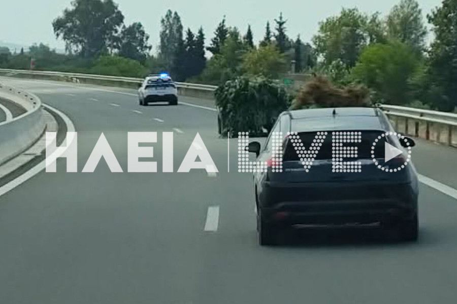 Βουπρασία: Ευρεία επιχείρηση της Αστυνομίας - Εντοπίστηκε χασισοφυτεία με πάνω από 300 δενδρύλλια