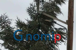 «Σφυροκόπημα» της κακοκαιρίας στην Πάτρα: Δεκάδες πτώσεις δέντρων, ξηλώθηκαν κολώνες της ΔΕΗ, διακοπές ηλεκτροδότησης, ατυχήματα και ζημιές σε επιχειρήσεις
