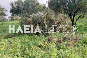 Πύργος: Σαρωτικό πέρασμα ανεμοστρόβιλου - Ολοκληρωτική καταστροφή ελαιόδεντρων στον Αμπελώνα (photos &amp; video)