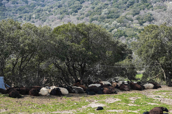 ΥΠΑΑΤ: Ενημέρωση για την πορεία των επιζωοτιών, ευλογιάς αιγοπροβάτων και αφθώδους πυρετού