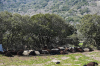 ΥΠΑΑΤ: Ενημέρωση για την πορεία των επιζωοτιών, ευλογιάς αιγοπροβάτων και αφθώδους πυρετού