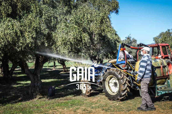 Ξεκίνησε δολωματικός ψεκασμός κατά του δάκου στην ΠΕ Ηλείας