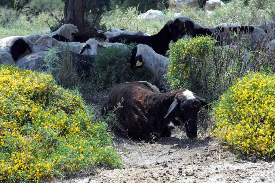 Ελλάδα και Κύπρος ενώνουν δυνάμεις για τον αφθώδη πυρετό - Οι οκτώ πυλώνες συνεργασίας