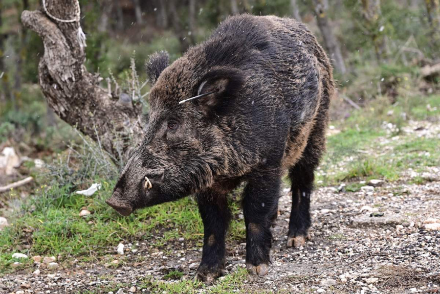 Ηλεία: Τσακάλια και κυνήγι μείωσαν τους αγριόχοιρους - Τι λέει ο δασάρχης Πύργου για την απόφαση που αφορά τις παγίδες