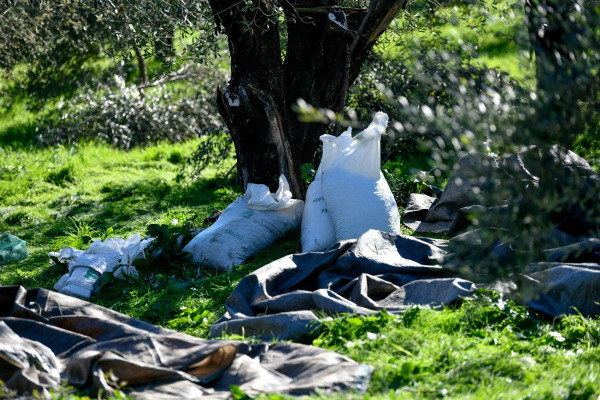 Διαθέσιμη η ζωντανή διαδικτυακή μετάδοση του συνεδρίου «Ελαιοκομικός Τομέας: Προβλήματα & Προοπτικές»