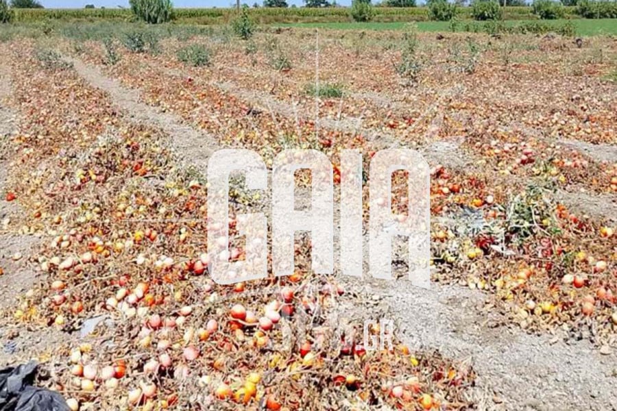 Ηλεία: Ο καύσωνας «χτύπησε» την παραγωγή - Σε πίεση τα εργοστάσια βιομηχανικής τομάτας από την πρόωρη ωρίμανση του καρπού