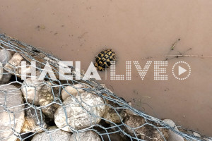 Αλφειός: Χελώνα στον αγώνα της ζωής της σώθηκε από πολίτη