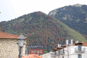 Γιατί ξεραίνονται τα Έλατα στον Χελμό και στον Ερύμανθο; - Όλες οι απαντήσεις