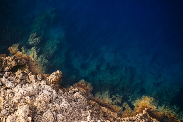 Τέσσερα μαύρα «αυγά» σε βάθος 6.200 μέτρων στον Ειρηνικό έκρυβαν ένα ιδιαίτερο πλάσμα