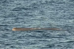 Εντοπίστηκε φάλαινα-φυσητήρας στο Άστρος Κυνουρίας - Φτάνει τα... 18 μέτρα!