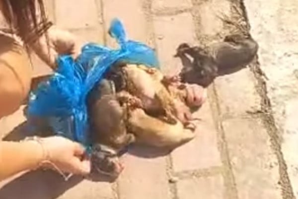 Φρίκη στην Ηλεία: Πέταξαν έξι νεογέννητα κουτάβια ζωντανά σε κάδο – Η μάνα τους τα αναζητούσε και τελικά… τα βρήκε