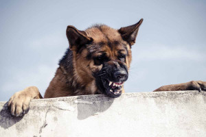 Αιτωλοακαρνανία: Επίθεση σκύλου σε παιδάκι, δικογραφία για την ιδιοκτήτρια του