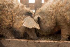 «Διαρροή από εργαστήριο» ίσως έφερε την πανώλη των χοίρων στην Ισπανία