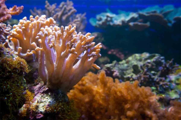 Μαλδίβες: Καλλιεργήθηκαν 10.000 κοράλλια σε λίγες εβδομάδες χάρη σε ένα φορητό εργαστήριο ωοτοκίας