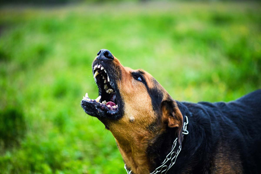 Σκύλος επιτέθηκε σε νεαρή γυναίκα στο Μενίδι: Νεκρό το σκυλάκι της, τραυματισμένη η 26χρονη