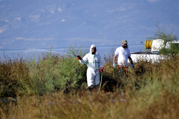 Ιός του Δυτικού Νείλου: Πρόληψη και μέτρα προστασίας - Την καταπολέμηση κουνουπιών ζητά ο ΙΣΠ