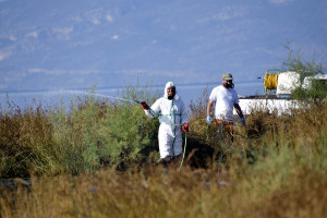 Ιός του Δυτικού Νείλου: Πρόληψη και μέτρα προστασίας - Την καταπολέμηση κουνουπιών ζητά ο ΙΣΠ