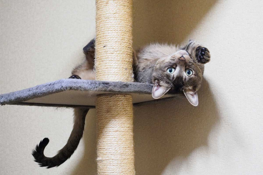 Είναι το catnip ασφαλές για τη γάτα σας; Τα ναι και τα όχι στη χρήση του