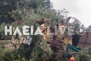 Κατάκολο: Δέντρο έπεσε σε σπίτι και το κατέστρεψε - «Τώρα δεν ξέρω τι θα κάνουμε», δηλώνει ο ιδιοκτήτης (photos &amp; video)