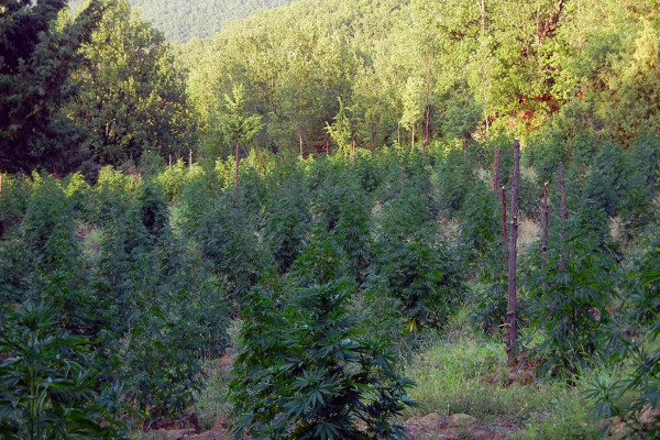 Μεσσηνία: Εντοπίστηκε φυτεία με 267 δενδρύλλια κάνναβης – Τρεις συλλήψεις
