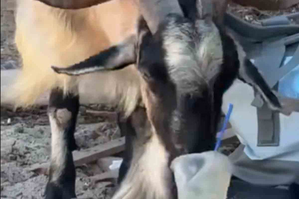 Κατσίκα πίνει μοχίτο σε παραλία στα Σύβοτα και γίνεται viral (video)