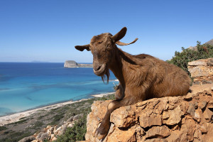 Ένα δόντι κατσίκας από την Κρήτη αλλάζει όσα γνωρίζαμε για την κτηνοτροφία στην αρχαία Ελλάδα