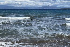 Μητέρα ρινοδέλφινο θρηνεί το νεκρό μωρό της στον Αμβρακικό