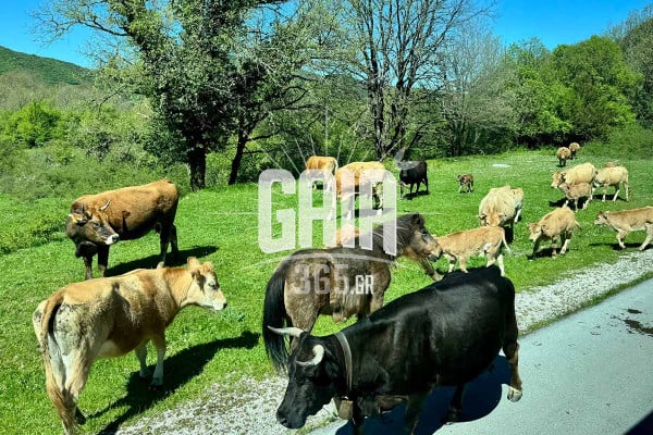 Αφθώδης πυρετός: Αυξημένη επιφυλακή σε Δωδεκάνησα και Κυκλάδες μετά τα κρούσματα σε Τουρκία και κατεχόμενα Κύπρου