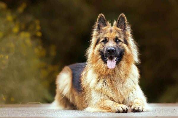 Γιατί δεν μας ακούει ο σκύλος μας; Ο λόγος που ίσως δεν γνωρίζουμε