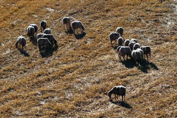ΥΠΑΑΤ : Κανένας εφησυχασμός το καλοκαίρι για την ευλογιά των αιγοπροβάτων