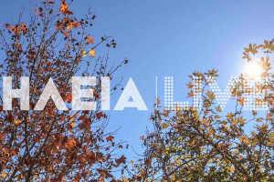 Δασαρχείο Αμαλιάδας: Δεκαετής απαγόρευση υλοτομίας πλατάνων