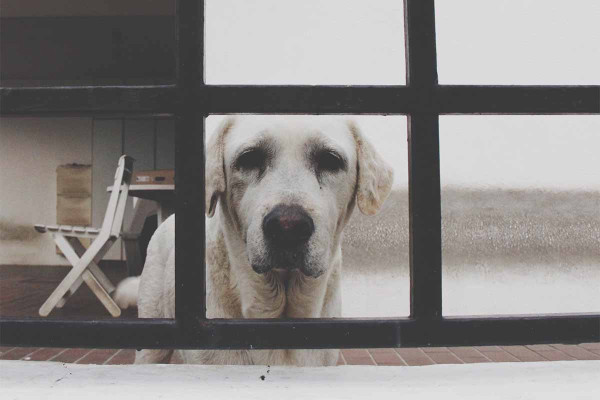 Φθινοπωρινό άγχος αποχωρισμού: Γιατί μπορεί να το νιώσει και ο δικός σας σκύλος