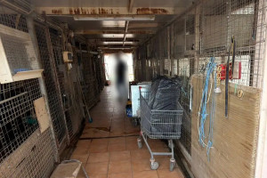 ΕΦΕΤ: Δεν έχουμε καμία εμπλοκή με την παράνομη εκτροφή ζώων σε ταράτσα στους Αμπελόκηπους