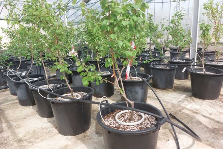 Nέο κεφάλαιο στην παραγωγή πολλαπλασιαστικού υλικού οπωροφόρων δένδρων στην Ελλάδα από τον ΕΛΓΟ-ΔΗΜΗΤΡΑ