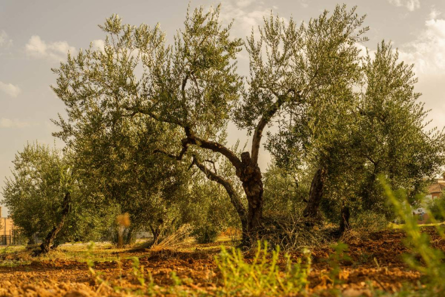 Ελιά: Σε πιλοτική φάση το πρόγραμμα «Ισοζύγιο άνθρακα» – Τι περιλαμβάνει το έργο