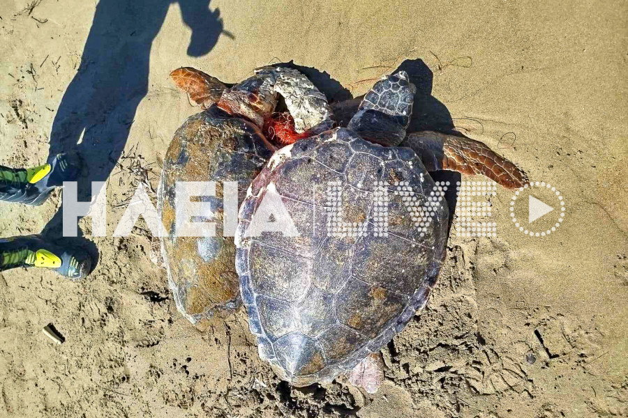 Κουνουπέλι: Επιχείρηση διάσωσης για δύο caretta - caretta από την Π.Υ. Λεχαινών