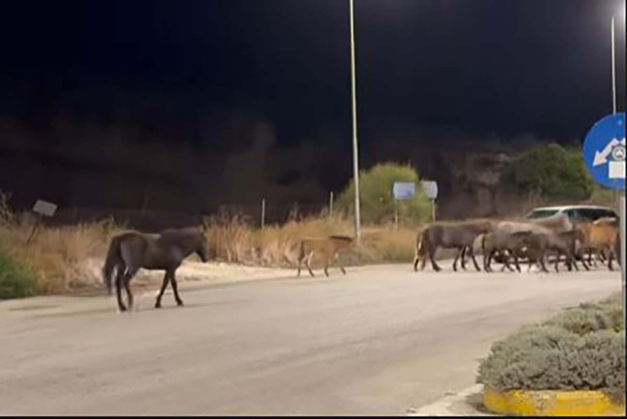 Κεφαλονιά: Άλογα του Αίνου κινούνται ανάμεσα στα αυτοκίνητα στον δρόμο - Βίντεο