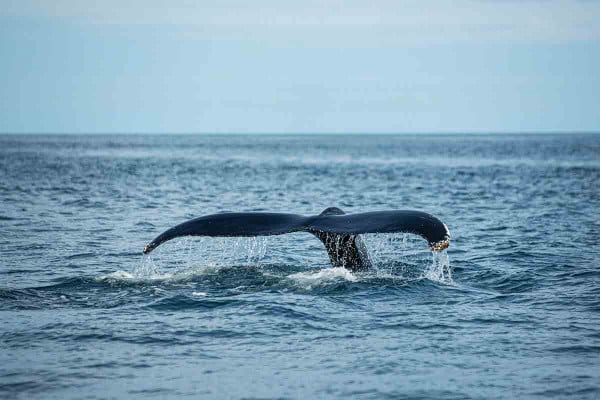 Drones «έπιασαν» θανατηφόρο ιό στην ανάσα φαλαινών της Αρκτικής: Η μέθοδος που θα προστατεύσει το μέλλον τους