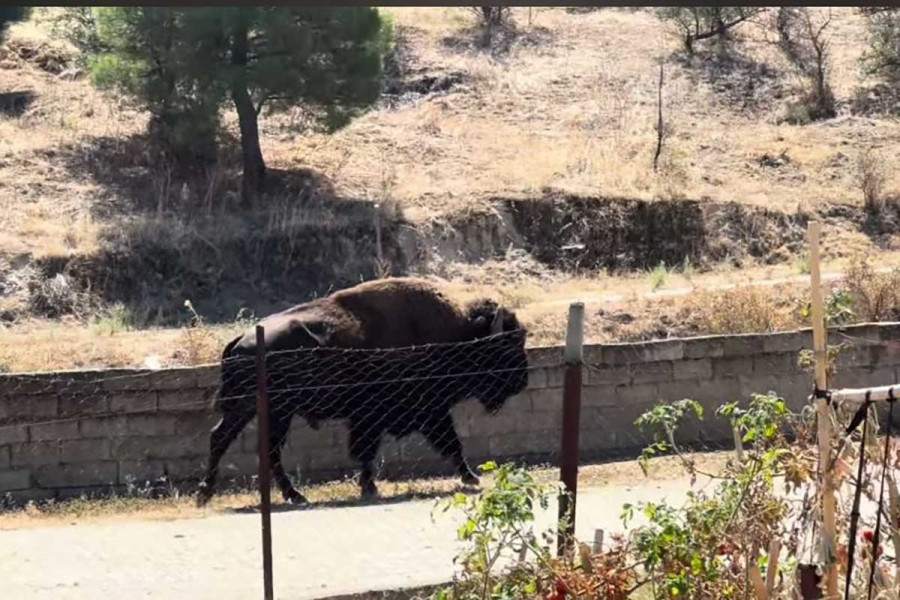 Τρίκαλα: Βίσονας εισέβαλε σε αυλές σπιτιών και προκάλεσε αναστάτωση στους κατοίκους
