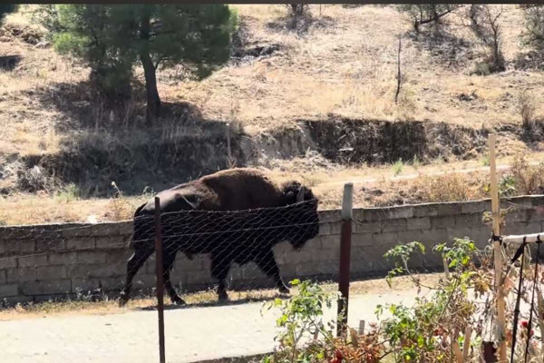 Τρίκαλα: Βίσονας εισέβαλε σε αυλές σπιτιών και προκάλεσε αναστάτωση στους κατοίκους