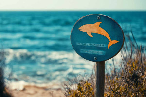 Κατέληξε ο 38χρονος που δέχτηκε επίθεση από καρχαρία στην Αυστραλία