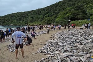 Ψαράδες έριξαν δίχτυα μία φορά και έπιασαν 14.096 κέφαλους στη Βραζιλία