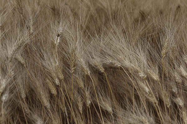 Αίτημα να ανοίξει και προς τα σιτηρά το πριμ άνθρακα, με αυξημένο προϋπολογισμό στα 120 εκατ. η πρόσκληση