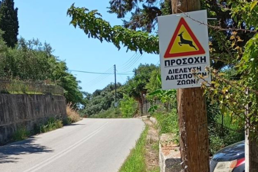 Δασαρχείο Πύργου: Τοποθετεί προειδοποιητικές πινακίδες για τα αδέσποτα ελάφια