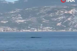 Σπάνιο θέαμα στη Μεσόγειο - Φάλαινα εμφανίστηκε μπροστά σε δύτες