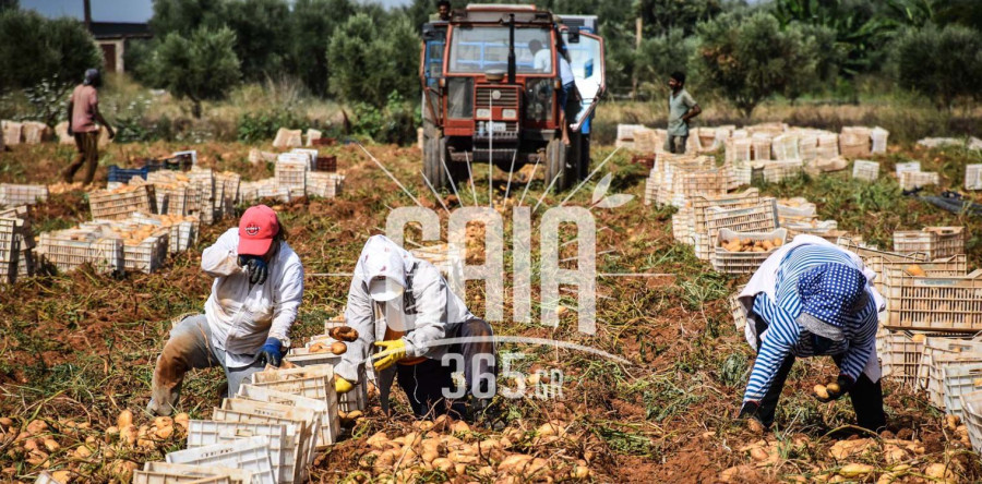 Αγανάκτηση στον αγροτικό κόσμο της Ηλείας: «Ταφόπλακα» για τους παραγωγούς η ανάθεση οφειλών του ΕΦΚΑ σε εισπρακτικές
