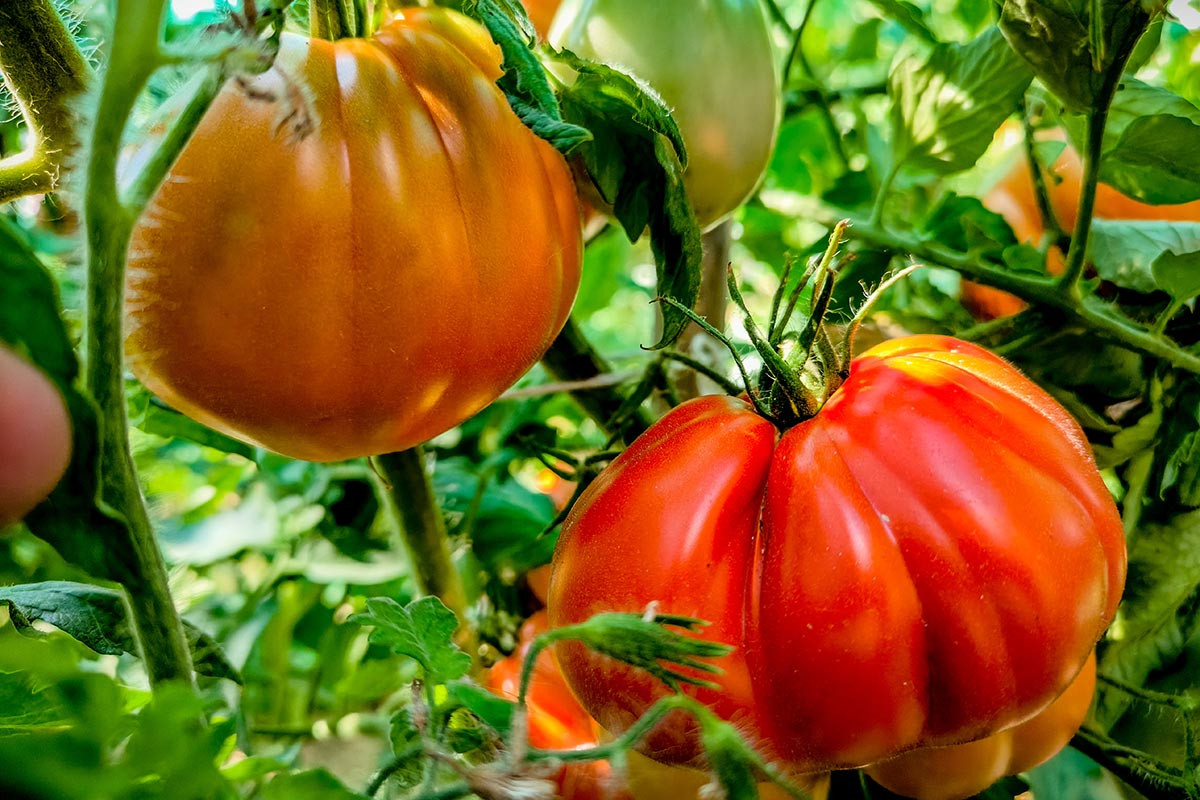 FAO: Νέα άνοδος στις τιμές τροφίμων