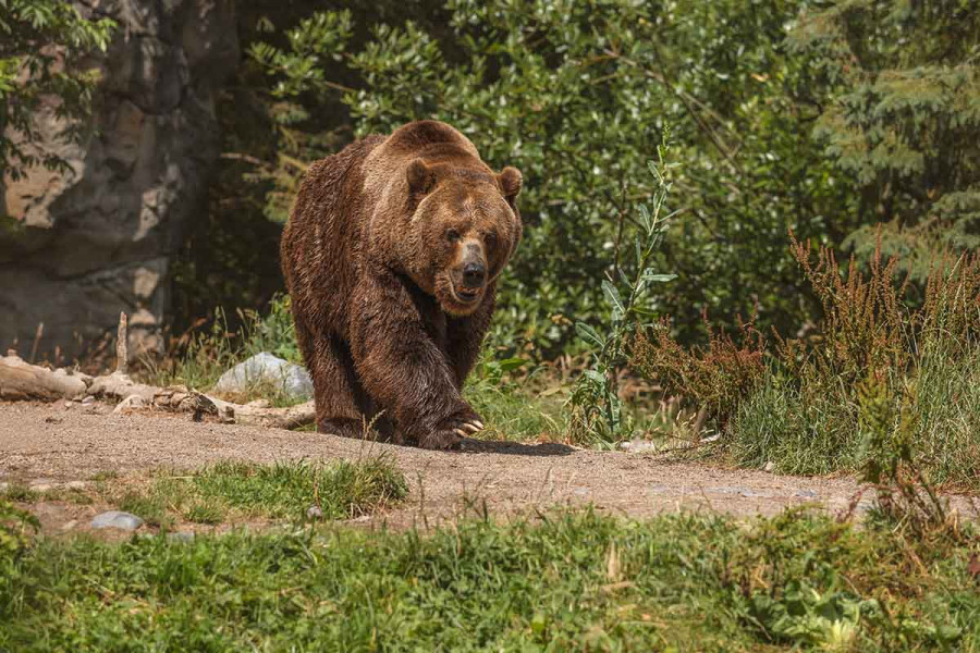 Φονική επίθεση αρκούδας στην Πολωνία – Νεκρή 58χρονη