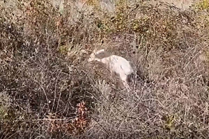 Βίντεο: Η στιγμή που λευκό ζαρκάδι επιστρέφει στη φύση, μετά τον τραυματισμό του σε τροχαίο