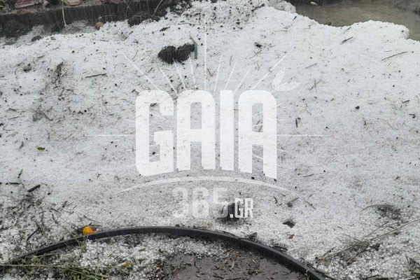 «Τρυγήσαμε από τον Μάιο…»: Σφοδρή χαλαζόπτωση ισοπέδωσε σταφίδες και αμπέλια σε χωριά του Δήμου Πύργου